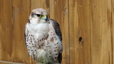 Falco biarmicus yırtıcı kuş portre
