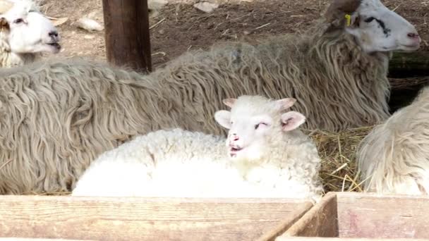 Wallachian Sheep Ovis Orientalis Aries — Stock Video