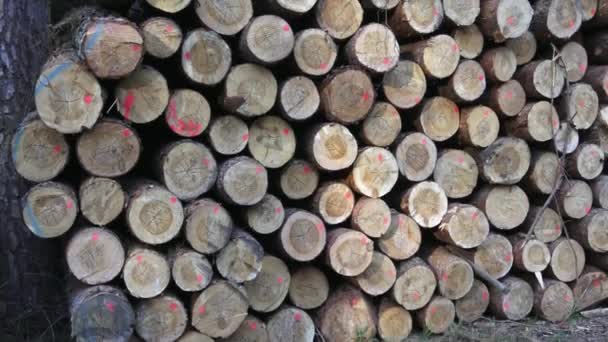 Holzstapel Blick Auf Riesige Holzstapel — Stockvideo