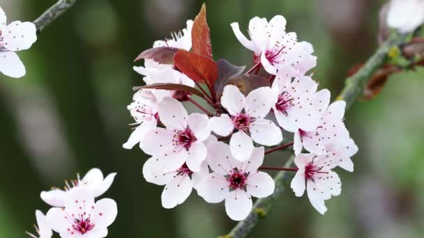 Flores Cereja Primavera Flores Rosa Céu Azul Fundo Floral Primavera — Vídeo de Stock