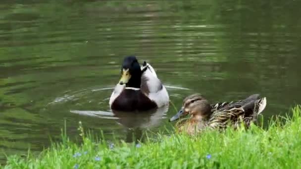 Eenden Zwemmen Spring Lake Mannelijke Vrouwelijke Eenden Water — Stockvideo