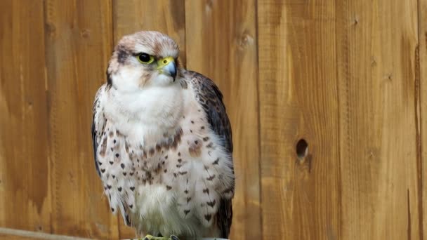 Falco Biarmicus Хижий Птах Портрет — стокове відео