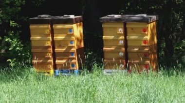Ahşap arı kovanlarını. Kovan arı ile.