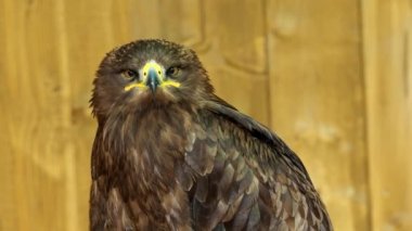 Bozkır kartalı yırtıcı bir kuş var. (Aquila rapax)