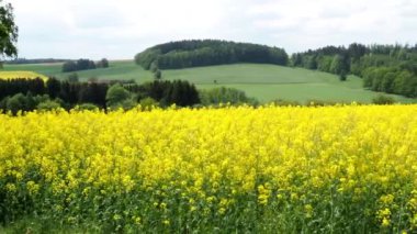 Tecavüz alan bahar, yatay. Yağlı tohum tecavüz çiçek bulutlar ile mavi gökyüzü altında sahası. Çek Cumhuriyeti