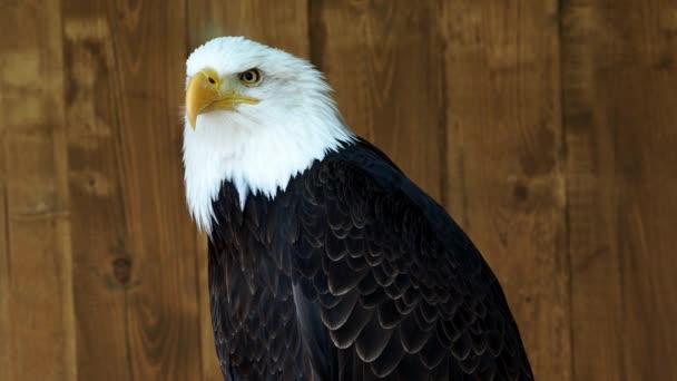 Kale Adelaar Haliaeetus Leucocephalus — Stockvideo