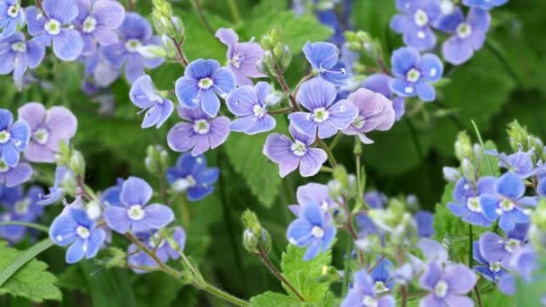 Verónica Chamaedrys Flores Azules Primavera — Vídeos de Stock