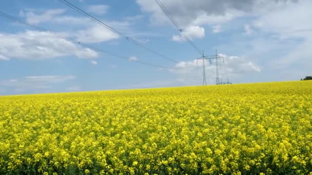 High Voltage Power Lines Rapeseed Field Brassica Napus Plant Vegetable — Stock Video