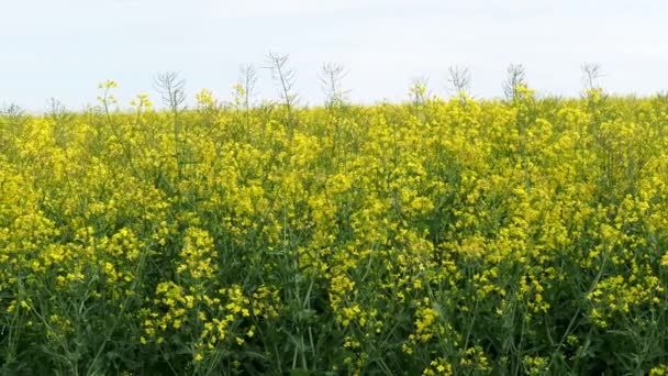 Rapeseed Field Brassica Napus Plant Vegetable Oil Green Energy Biodiesel — Stock Video