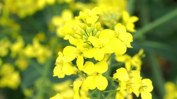 Κίτρινο Λουλούδι Της Καλλιέργειας Της Ελαιοκράμβης Εσωτερικη Βιασμό Λουλούδι — Αρχείο Βίντεο