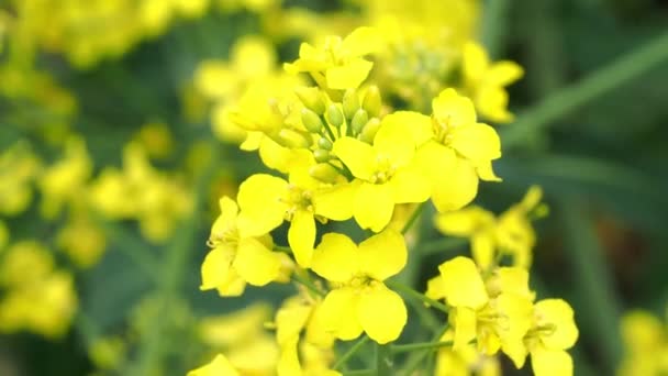 Flor Amarela Estupro Crescendo Estupro Flor Perto — Vídeo de Stock