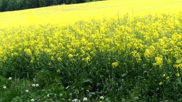 Campo Colza Brassica Napus Planta Aceite Vegetal Energía Verde Biodiésel — Vídeos de Stock