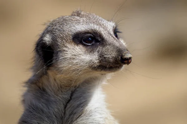 Suricate Suricate Suricata Suricatta — Photo