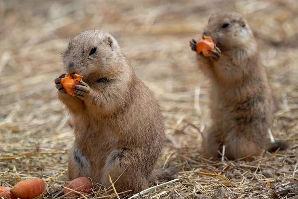 Una Pradera Perros Cynomys Ludovicianus Está Comiendo Una Zanahoria —  Fotos de Stock