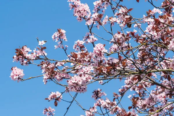 Flores Cerezo Primavera Flores Rosadas Cielo Azul Fondo Floral Primavera —  Fotos de Stock