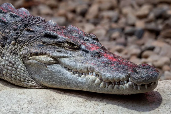 Portrait Siamese Crocodile Head Teeth Close Siamese Crocodile Crocodylus Siamensis — Stock Photo, Image