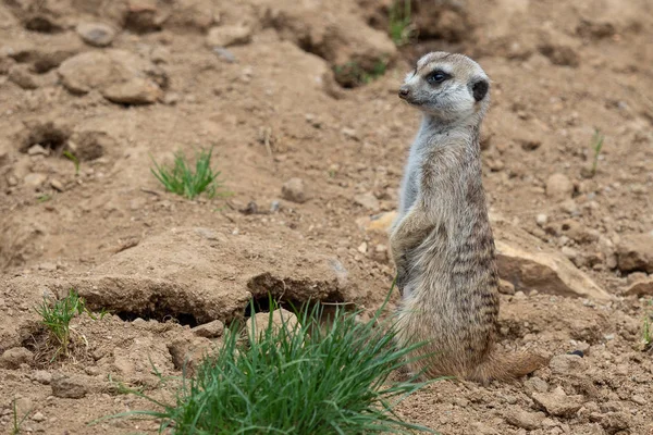 Suricata Pie Sobre Guardia Suricata Curiosa Suricata Suricatta —  Fotos de Stock