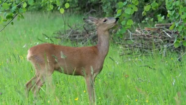 Chevreuil Mangeant Des Feuilles Arbre Capreolus Capreolus Chevreuil Sauvage Dans — Video