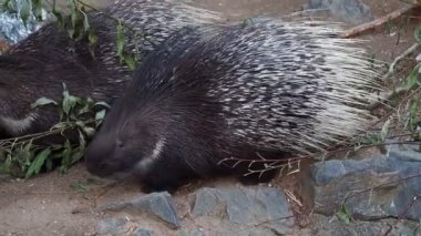 Cape kirpi veya Güney Afrika kirpisi, (Hystrix africaeaustralis)
