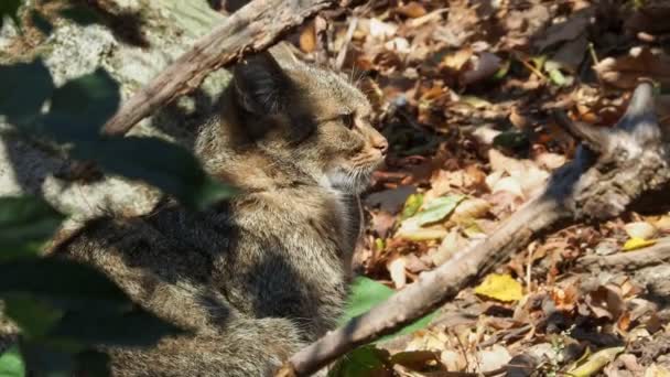 カメラを見ているヨーロッパの野生の猫 Felis Silvestris — ストック動画