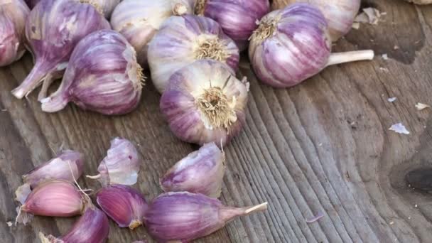 Garlic Bulbs Fresh Garlic Wooden Table — Stock Video