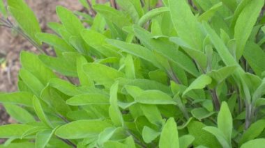 Adaçayı - Salvia officinalis. Bahçedeki bitkiler