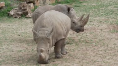 Güney beyaz gergedanı (Ceratotherium simum simum). Kritik tehlike altındaki hayvan türleri.