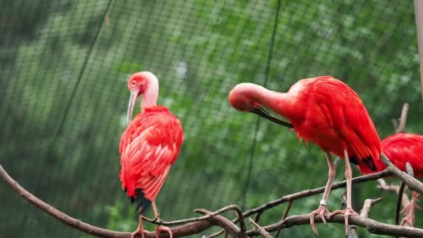 Eudocimus Ruber Ветке Дерева Четыре Ярко Красные Птицы Scarlet Ibis — стоковое видео