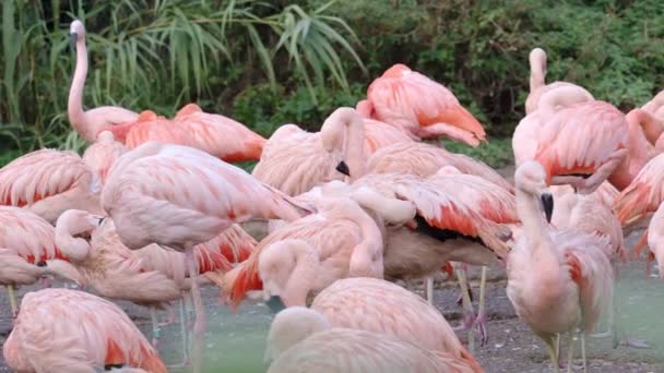 Groupe des Flamants chiliens (Phoenicopterus chilensis))