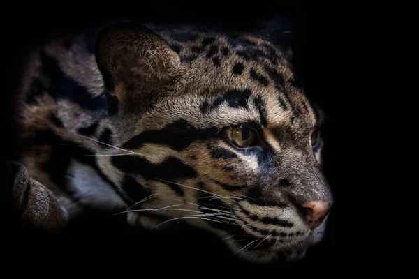 Porträt eines schönen wolkigen Leoparden isoliert auf schwarz — Stockfoto