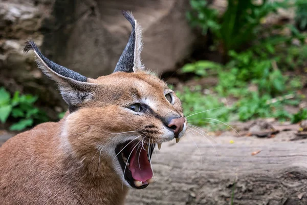 Retrato gatos del desierto Caracal o lince africano —  Fotos de Stock