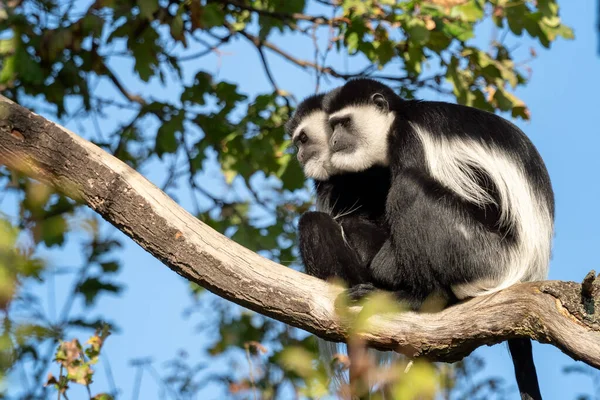 Guereza de manto (Colobus guereza) sentada en lo alto de la rama — Foto de Stock