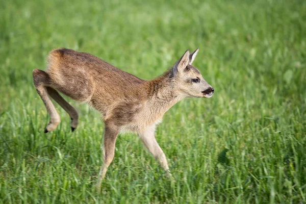 年轻的野生獐鹿在草地上，狍狍. — 图库照片