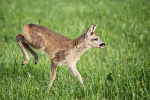 Jovem corça selvagem cervo na grama, Capreolus capreolus . — Fotografia de Stock