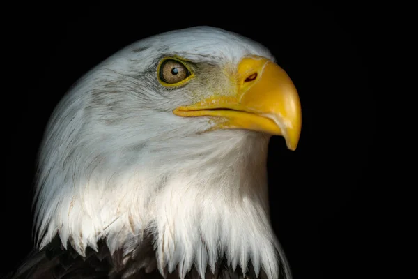 Retrato de un águila calva (Haliaeetus leucocephalus) — Foto de Stock