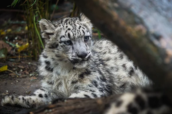 Filhote de leopardo da neve (Panthera uncia). Leopardo da neve jovem . — Fotografia de Stock