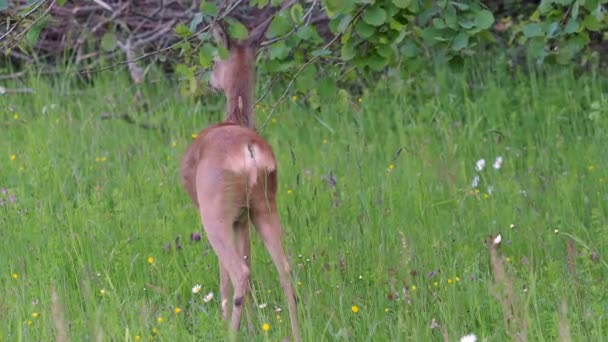 ローズ ディア カプレオラス カプレオラス 自然の中で野生のイクラ鹿 — ストック動画