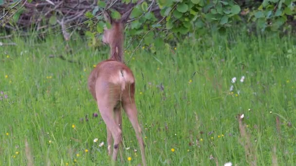 Cervos Roe Capreolus Capreolus Cervos Ovinos Selvagens Natureza — Vídeo de Stock