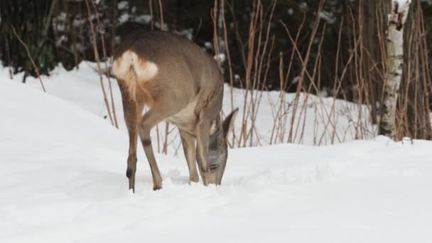 Caprioli Selvatici Nella Natura Invernale Capreolo Capreolo — Video Stock