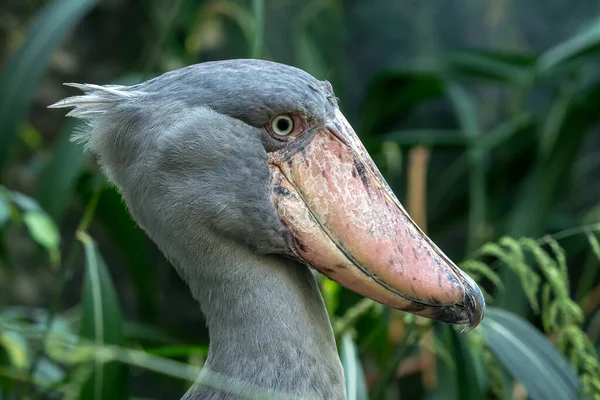 A shoebill (Balaeniceps rex) stork standing surrounded by plants — Stock Photo, Image