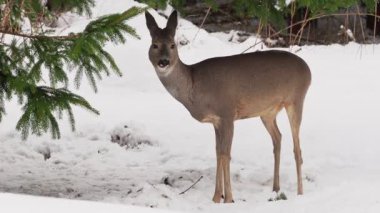 Karlı bir ormanda roe geyiği. Capreolus capreolus. Kışın vahşi bir geyik..