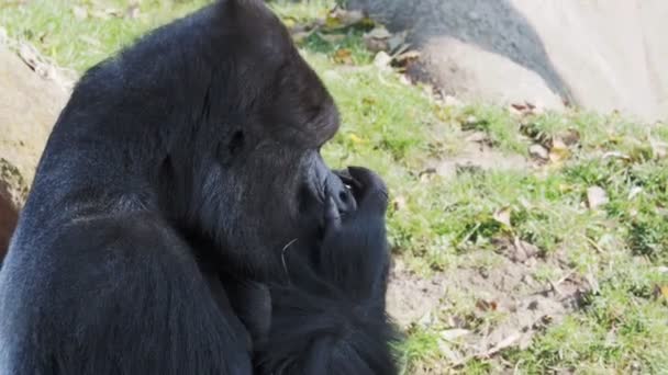 Ritratto Gorilla Maschio Argenteo Severo Scimmia Più Grande Del Mondo — Video Stock
