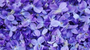 Çiçek Arka Plan - bahar menekşe çiçekleri makro görüntü