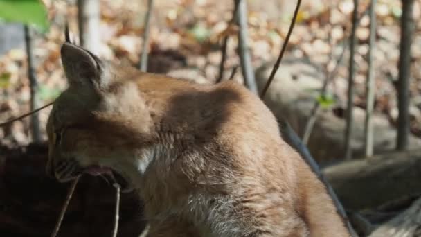 Eurasian Lynx Foglie Autunnali Sullo Sfondo Nome Scientifico Lynx Lynx — Video Stock