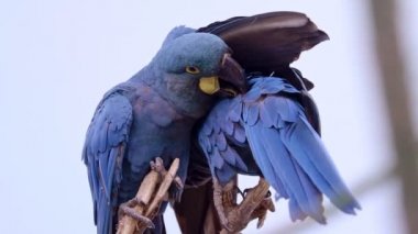 Lear 'ın Macaw' ı (Anodorhynchus lear) dalın üzerinde duruyor..
