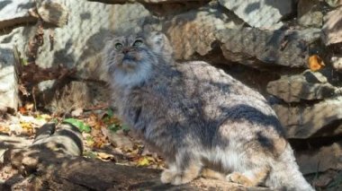Manul veya Pallas kedi, Otocolobus manul, Asya'dan gelen sevimli vahşi kedi.