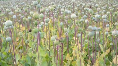 Haşhaş tarlası. (Papaver somniferum). Haşhaş, tarımsal ürün.