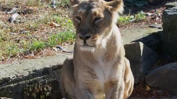 Asiatisk Lejoninna Panthera Leo Persica Utrotningshotad Art — Stockvideo