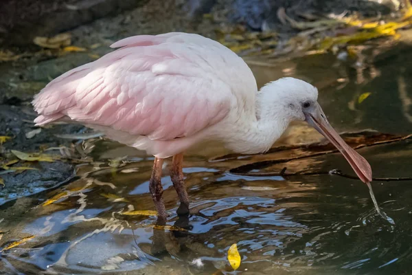 Espátula africana (Platalea alba) ave zancuda . — Foto de Stock