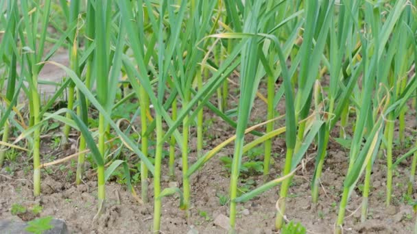 Agricultura Agricultura Alho Jovem Cresce Jardim Brotos Verdes Broto Alho — Vídeo de Stock